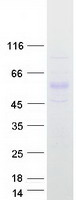 PPARD / PPAR Delta Protein - Purified recombinant protein PPARD was analyzed by SDS-PAGE gel and Coomassie Blue Staining