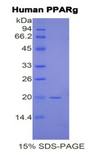 PPARG / PPAR Gamma Protein - Recombinant Peroxisome Proliferator Activated Receptor Gamma By SDS-PAGE