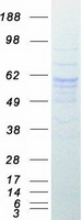 PPARG / PPAR Gamma Protein - Purified recombinant protein PPARG was analyzed by SDS-PAGE gel and Coomassie Blue Staining