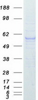 PPARG / PPAR Gamma Protein - Purified recombinant protein PPARG was analyzed by SDS-PAGE gel and Coomassie Blue Staining