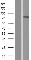 PPEF / PPEF1 Protein - Western validation with an anti-DDK antibody * L: Control HEK293 lysate R: Over-expression lysate