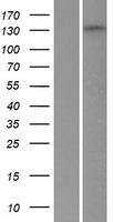 PPFIA1 / LIPRIN Protein - Western validation with an anti-DDK antibody * L: Control HEK293 lysate R: Over-expression lysate
