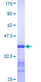 PPFIA3 Protein - 12.5% SDS-PAGE Stained with Coomassie Blue.