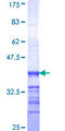 PPFIA4 Protein - 12.5% SDS-PAGE Stained with Coomassie Blue.