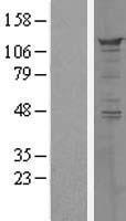 PPFIBP1 Protein - Western validation with an anti-DDK antibody * L: Control HEK293 lysate R: Over-expression lysate