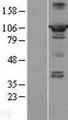 PPFIBP2 Protein - Western validation with an anti-DDK antibody * L: Control HEK293 lysate R: Over-expression lysate