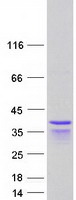 PPHLN1 Protein - Purified recombinant protein PPHLN1 was analyzed by SDS-PAGE gel and Coomassie Blue Staining