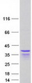 PPHLN1 Protein - Purified recombinant protein PPHLN1 was analyzed by SDS-PAGE gel and Coomassie Blue Staining