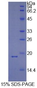 PPIA / Cyclophilin A Protein - Recombinant Cyclophilin A By SDS-PAGE