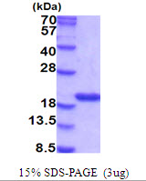 PPIA / Cyclophilin A Protein