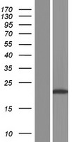 PPIAL4B Protein - Western validation with an anti-DDK antibody * L: Control HEK293 lysate R: Over-expression lysate