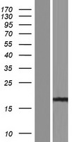 PPIAL4G Protein - Western validation with an anti-DDK antibody * L: Control HEK293 lysate R: Over-expression lysate