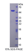 PPIC / Cyclophilin C Protein - Recombinant  Peptidylprolyl Isomerase C By SDS-PAGE