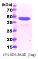 PPID / Cyclophilin D Protein