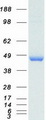 PPID / Cyclophilin D Protein - Purified recombinant protein PPID was analyzed by SDS-PAGE gel and Coomassie Blue Staining