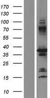 PPIE / Cyclophilin E Protein - Western validation with an anti-DDK antibody * L: Control HEK293 lysate R: Over-expression lysate