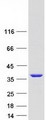 PPIE / Cyclophilin E Protein - Purified recombinant protein PPIE was analyzed by SDS-PAGE gel and Coomassie Blue Staining