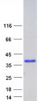 PPIE / Cyclophilin E Protein - Purified recombinant protein PPIE was analyzed by SDS-PAGE gel and Coomassie Blue Staining