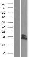 PPIF / Cyclophilin F Protein - Western validation with an anti-DDK antibody * L: Control HEK293 lysate R: Over-expression lysate