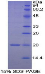 PPIF / Cyclophilin F Protein - Recombinant Peptidylprolyl Isomerase F By SDS-PAGE