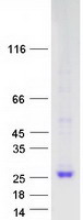 PPIF / Cyclophilin F Protein - Purified recombinant protein PPIF was analyzed by SDS-PAGE gel and Coomassie Blue Staining
