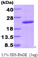PPIG / Cyclophilin G Protein