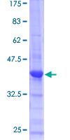PPIL1 Protein - 12.5% SDS-PAGE of human PPIL1 stained with Coomassie Blue