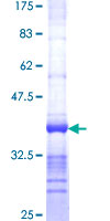 PPIL1 Protein - 12.5% SDS-PAGE Stained with Coomassie Blue.