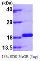 PPIL1 Protein