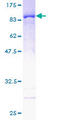 PPIL2 / CYP60 Protein - 12.5% SDS-PAGE of human PPIL2 stained with Coomassie Blue