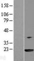 PPIL3 Protein - Western validation with an anti-DDK antibody * L: Control HEK293 lysate R: Over-expression lysate