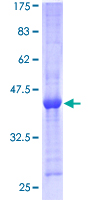 PPIL3 Protein - 12.5% SDS-PAGE of human PPIL3 stained with Coomassie Blue