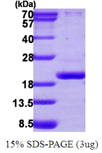 PPIL3 Protein