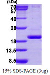 PPIL3 Protein