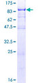 PPIL4 Protein - 12.5% SDS-PAGE of human PPIL4 stained with Coomassie Blue