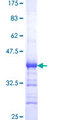 PPIL4 Protein - 12.5% SDS-PAGE Stained with Coomassie Blue.