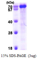 PPIL4 Protein