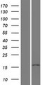 PPIL5 Protein - Western validation with an anti-DDK antibody * L: Control HEK293 lysate R: Over-expression lysate