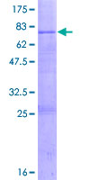 PPIL5 Protein - 12.5% SDS-PAGE of human PPIL5 stained with Coomassie Blue