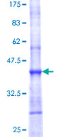 PPIL5 Protein - 12.5% SDS-PAGE Stained with Coomassie Blue.