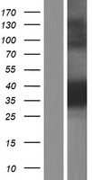PPM1A / PP2CA Protein - Western validation with an anti-DDK antibody * L: Control HEK293 lysate R: Over-expression lysate