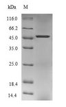 PPM1A / PP2CA Protein - (Tris-Glycine gel) Discontinuous SDS-PAGE (reduced) with 5% enrichment gel and 15% separation gel.