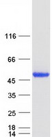 PPM1A / PP2CA Protein - Purified recombinant protein PPM1A was analyzed by SDS-PAGE gel and Coomassie Blue Staining