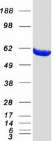 PPM1B Protein - Purified recombinant protein PPM1B was analyzed by SDS-PAGE gel and Coomassie Blue Staining