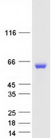 PPM1B Protein - Purified recombinant protein PPM1B was analyzed by SDS-PAGE gel and Coomassie Blue Staining