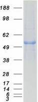 PPM1F Protein - Purified recombinant protein PPM1F was analyzed by SDS-PAGE gel and Coomassie Blue Staining