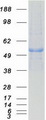 PPM1F Protein - Purified recombinant protein PPM1F was analyzed by SDS-PAGE gel and Coomassie Blue Staining