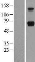 PPM1G Protein - Western validation with an anti-DDK antibody * L: Control HEK293 lysate R: Over-expression lysate