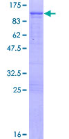 PPM1G Protein - 12.5% SDS-PAGE of human PPM1G stained with Coomassie Blue