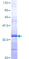PPM1G Protein - 12.5% SDS-PAGE Stained with Coomassie Blue.